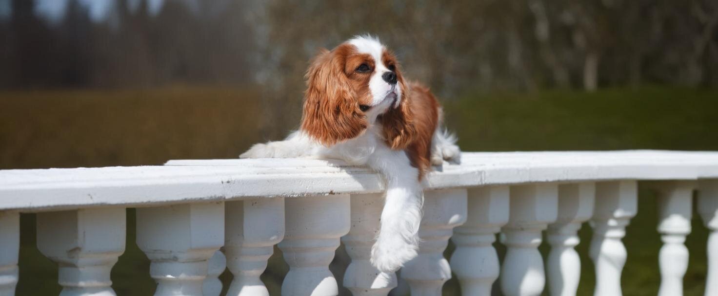 Cavalier King Charles španiel 