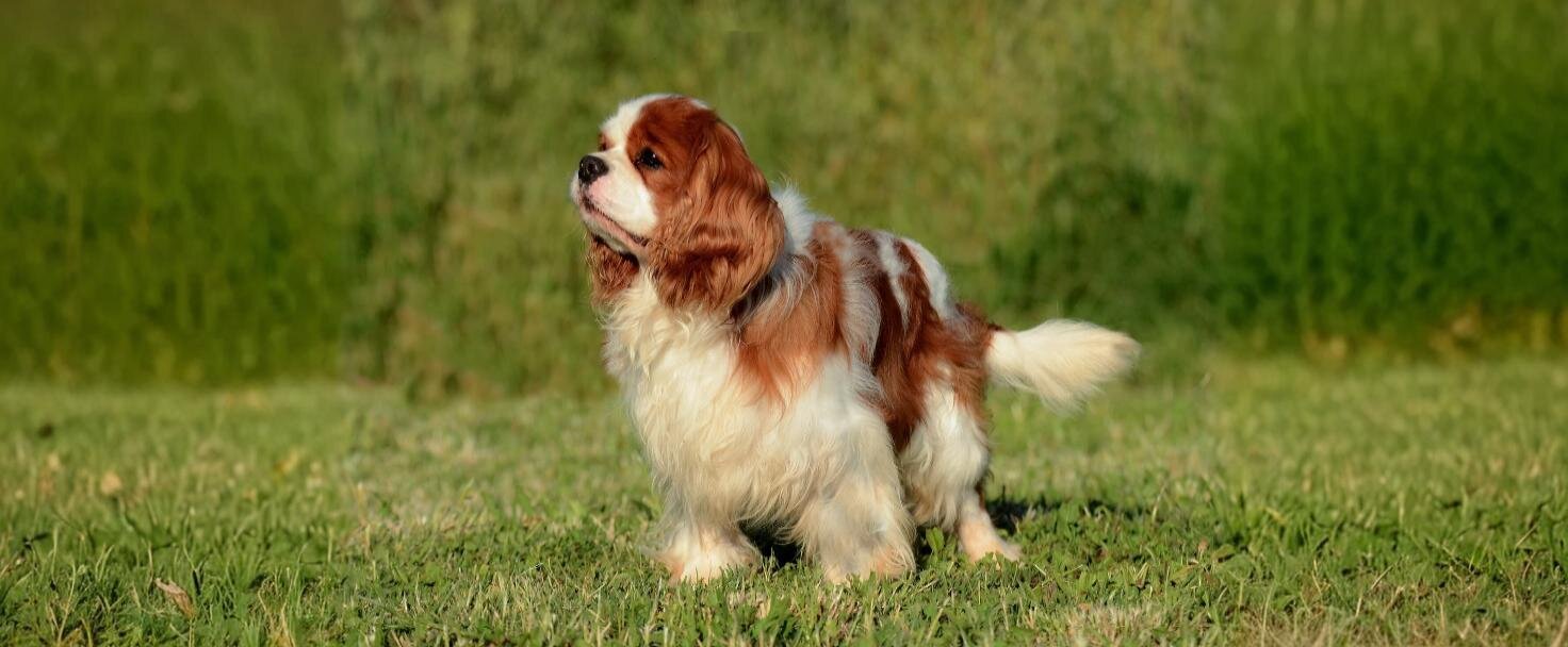 Cavalier King Charles španiel 