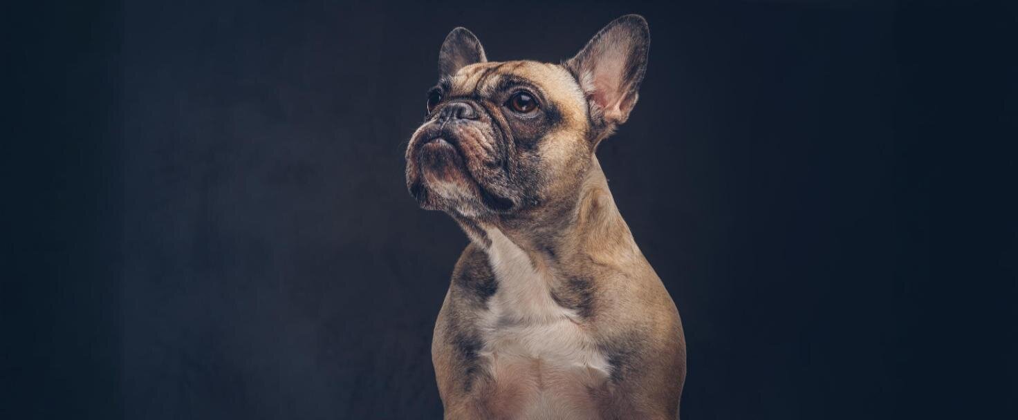 Francúzsky buldog 